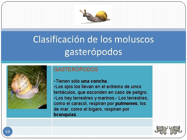 Clasificación de los moluscos gasterópodos GASTERÓPODOS • Tienen sólo una concha. • Los ojos
