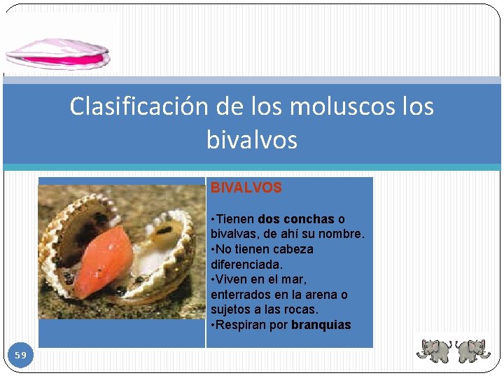 Clasificación de los moluscos los bivalvos BIVALVOS • Tienen dos conchas o bivalvas, de