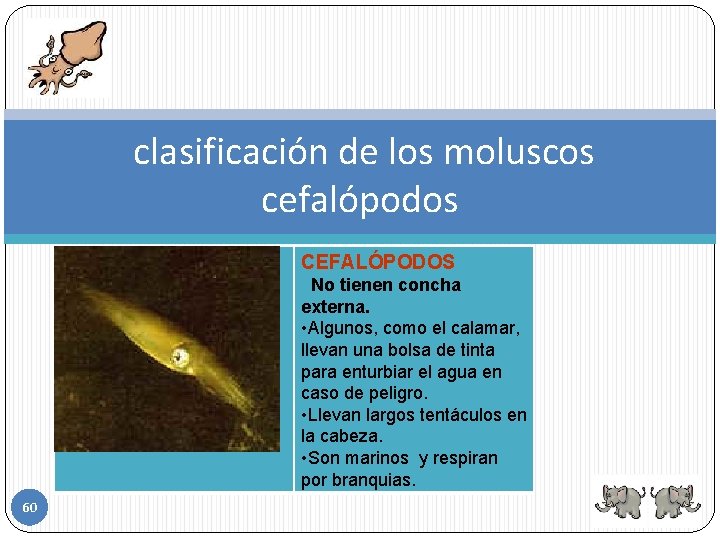 clasificación de los moluscos cefalópodos CEFALÓPODOS No tienen concha externa. • Algunos, como el