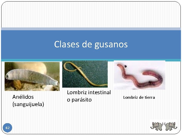 Clases de gusanos Anélidos (sanguijuela) 62 Lombriz intestinal o parásito Lombriz de tierra 