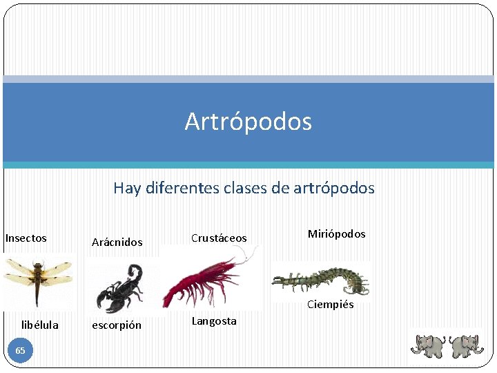 Artrópodos Hay diferentes clases de artrópodos Insectos Arácnidos Crustáceos Miriópodos Ciempiés libélula 65 escorpión