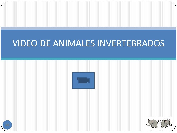 VIDEO DE ANIMALES INVERTEBRADOS 66 