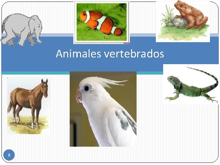 Animales vertebrados 8 