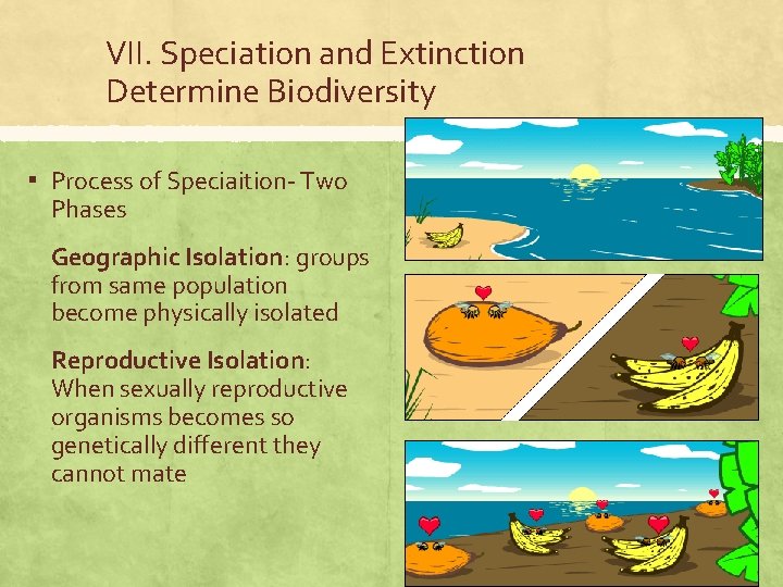 VII. Speciation and Extinction Determine Biodiversity ▪ Process of Speciaition- Two Phases Geographic Isolation:
