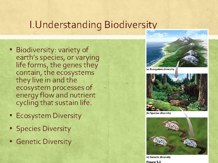 I. Understanding Biodiversity ▪ Biodiversity: variety of earth’s species, or varying life forms, the