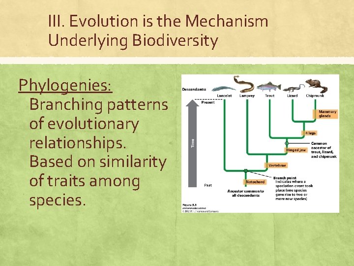 III. Evolution is the Mechanism Underlying Biodiversity Phylogenies: Branching patterns of evolutionary relationships. Based