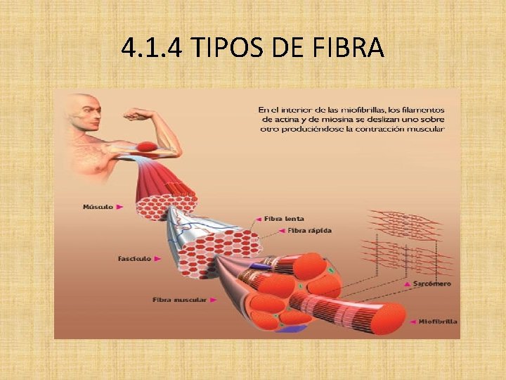 4. 1. 4 TIPOS DE FIBRA 