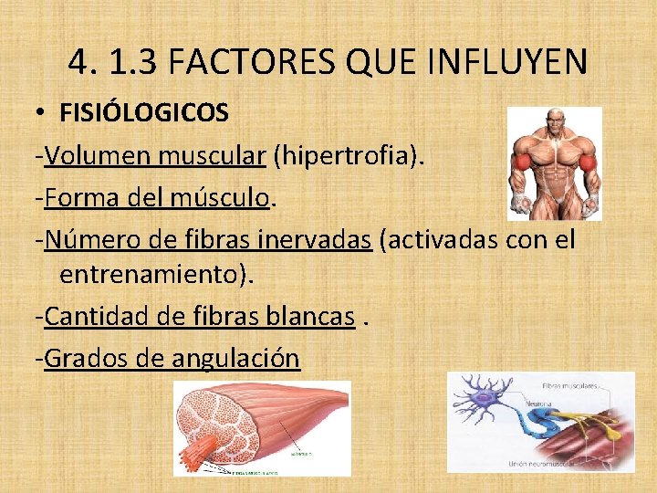 4. 1. 3 FACTORES QUE INFLUYEN • FISIÓLOGICOS -Volumen muscular (hipertrofia). -Forma del músculo.