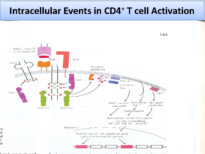 Intracellular Events in CD 4+ T cell Activation 