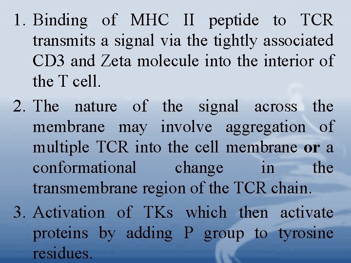 1. Binding of MHC II peptide to TCR transmits a signal via the tightly