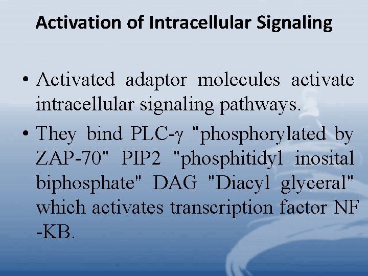 Activation of Intracellular Signaling • Activated adaptor molecules activate intracellular signaling pathways. • They