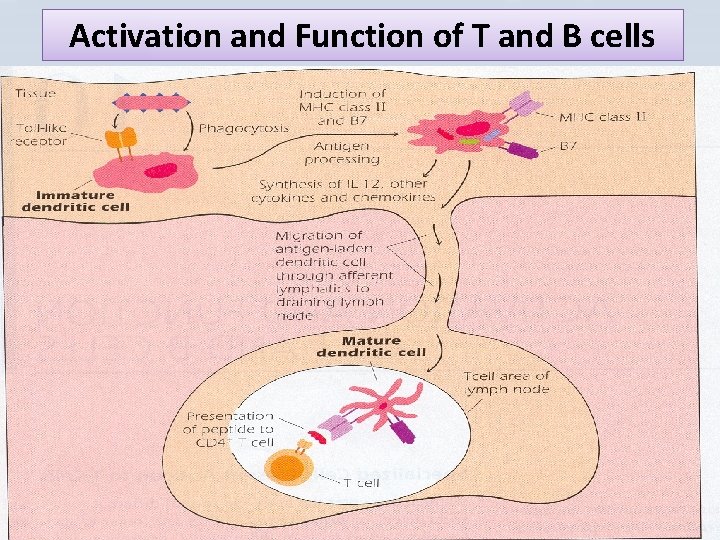 Activation and Function of T and B cells 