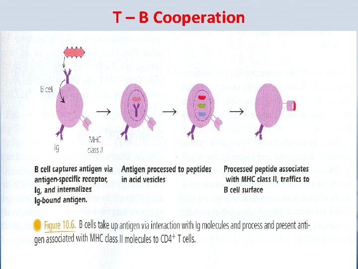 T – B Cooperation 