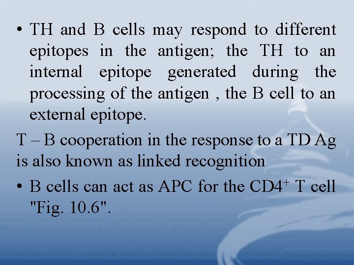  • TH and B cells may respond to different epitopes in the antigen;