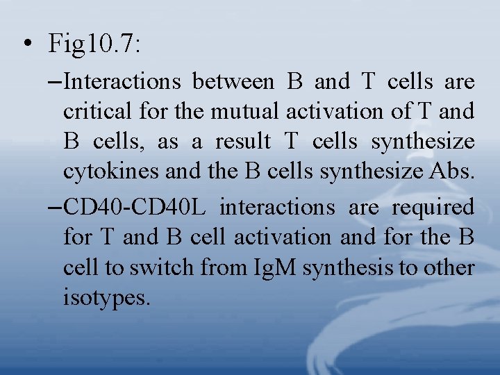  • Fig 10. 7: – Interactions between B and T cells are critical
