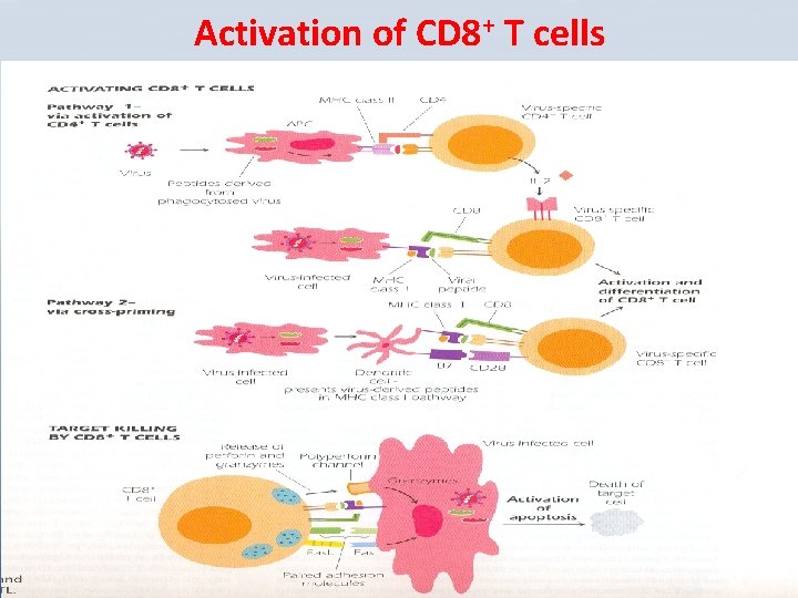 Activation of CD 8+ T cells 
