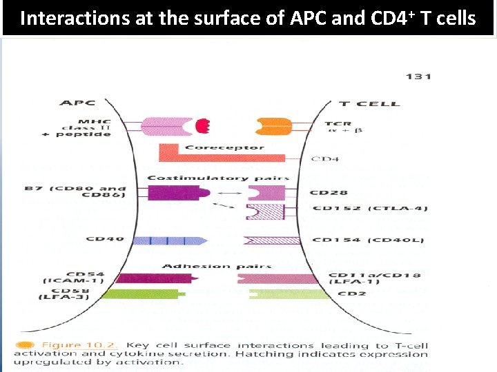 Interactions at the surface of APC and CD 4+ T cells 