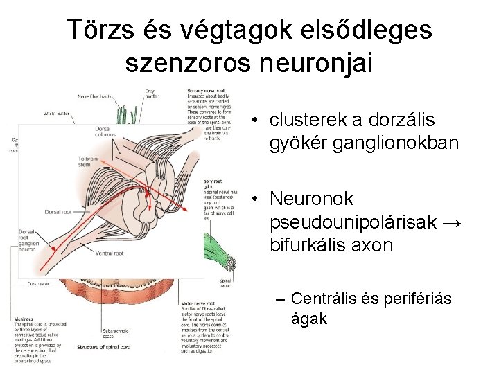 Törzs és végtagok elsődleges szenzoros neuronjai • clusterek a dorzális gyökér ganglionokban • Neuronok
