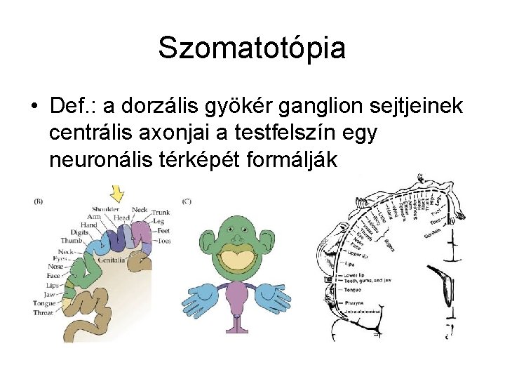 Szomatotópia • Def. : a dorzális gyökér ganglion sejtjeinek centrális axonjai a testfelszín egy