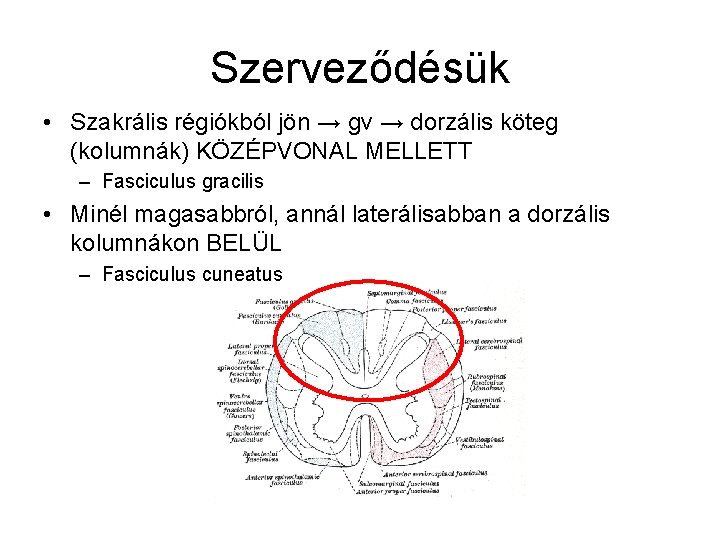 Szerveződésük • Szakrális régiókból jön → gv → dorzális köteg (kolumnák) KÖZÉPVONAL MELLETT –