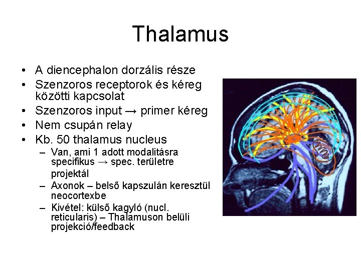 Thalamus • A diencephalon dorzális része • Szenzoros receptorok és kéreg közötti kapcsolat •