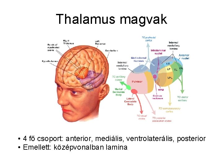 Thalamus magvak • 4 fő csoport: anterior, mediális, ventrolaterális, posterior • Emellett: középvonalban lamina