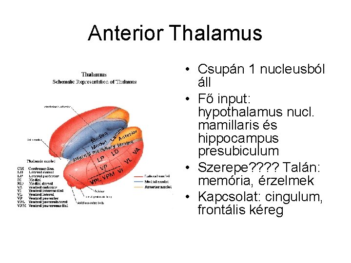 Anterior Thalamus • Csupán 1 nucleusból áll • Fő input: hypothalamus nucl. mamillaris és