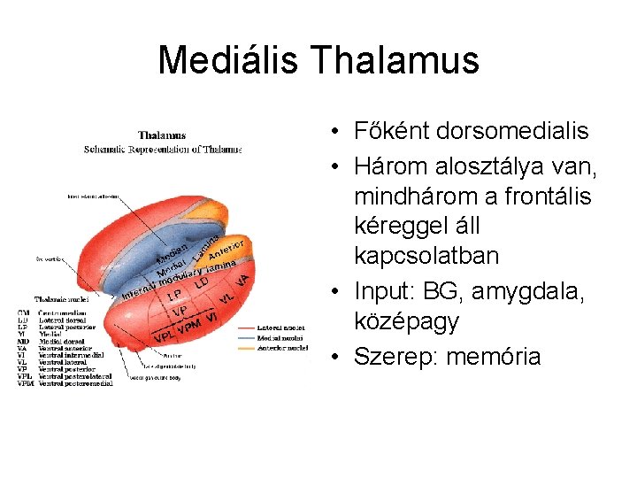 Mediális Thalamus • Főként dorsomedialis • Három alosztálya van, mindhárom a frontális kéreggel áll