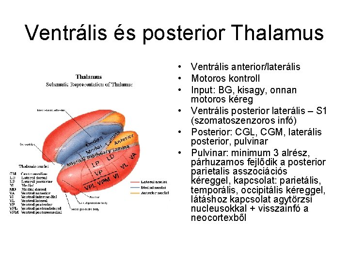 Ventrális és posterior Thalamus • Ventrális anterior/laterális • Motoros kontroll • Input: BG, kisagy,