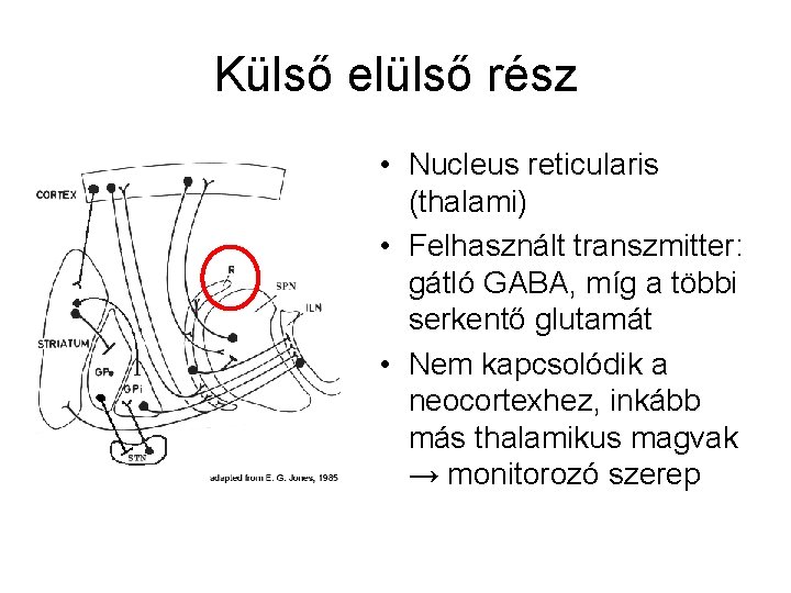 Külső elülső rész • Nucleus reticularis (thalami) • Felhasznált transzmitter: gátló GABA, míg a