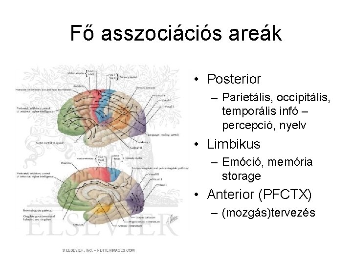 Fő asszociációs areák • Posterior – Parietális, occipitális, temporális infó – percepció, nyelv •