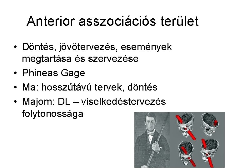 Anterior asszociációs terület • Döntés, jövőtervezés, események megtartása és szervezése • Phineas Gage •