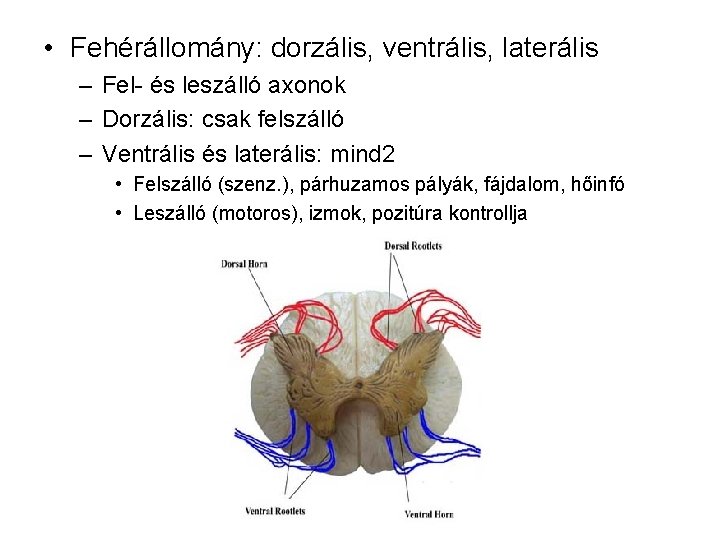  • Fehérállomány: dorzális, ventrális, laterális – Fel- és leszálló axonok – Dorzális: csak