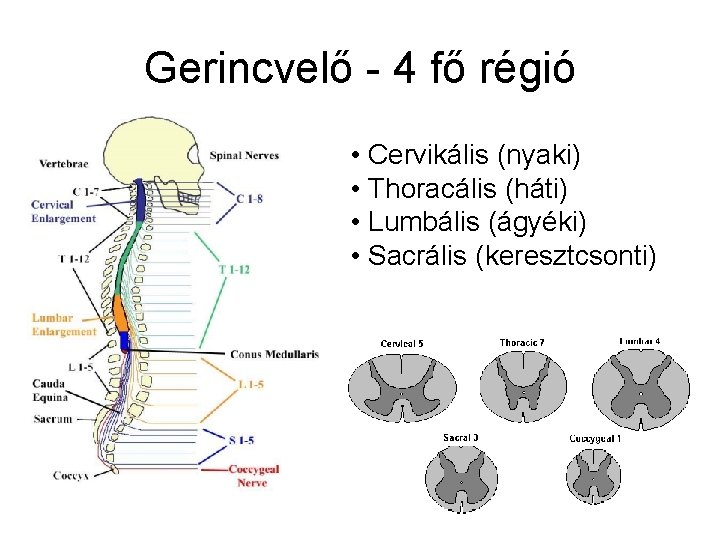 Gerincvelő - 4 fő régió • Cervikális (nyaki) • Thoracális (háti) • Lumbális (ágyéki)