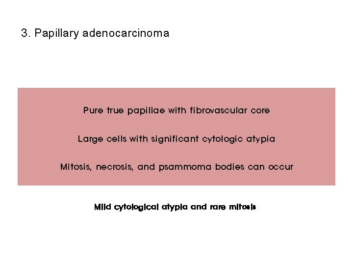 3. Papillary adenocarcinoma Pure true papillae with fibrovascular core Large cells with significant cytologic