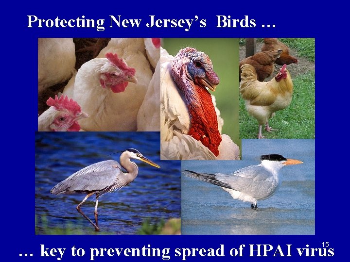 Protecting New Jersey’s Birds … … key to preventing spread of HPAI virus 15