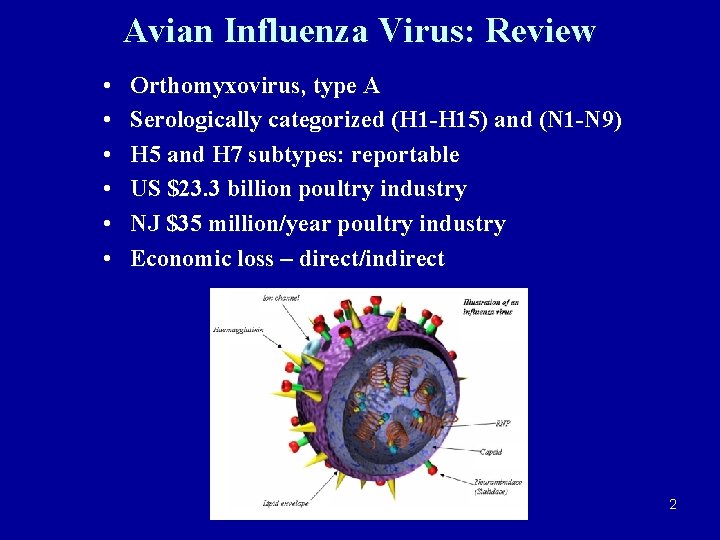 Avian Influenza Virus: Review • • • Orthomyxovirus, type A Serologically categorized (H 1
