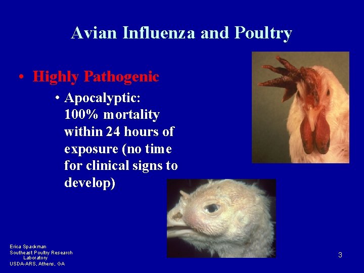 Avian Influenza and Poultry • Highly Pathogenic • Apocalyptic: 100% mortality within 24 hours