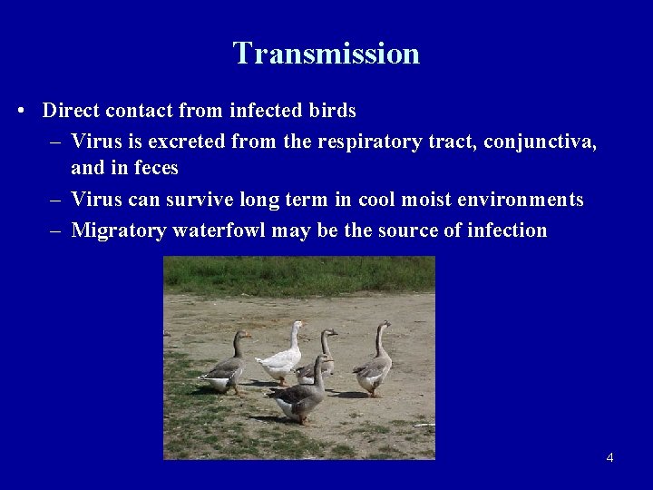 Transmission • Direct contact from infected birds – Virus is excreted from the respiratory