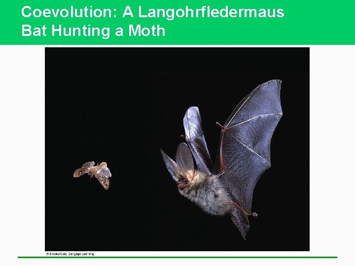 Coevolution: A Langohrfledermaus Bat Hunting a Moth 