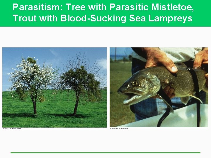 Parasitism: Tree with Parasitic Mistletoe, Trout with Blood-Sucking Sea Lampreys 