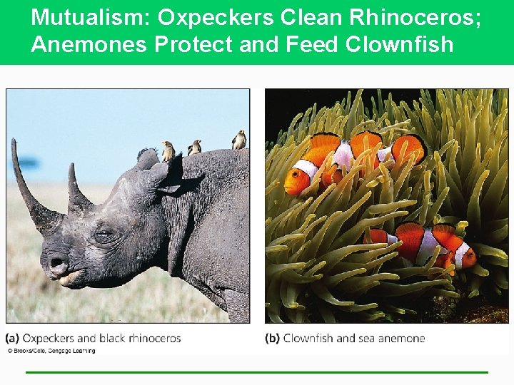 Mutualism: Oxpeckers Clean Rhinoceros; Anemones Protect and Feed Clownfish 