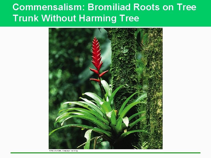 Commensalism: Bromiliad Roots on Tree Trunk Without Harming Tree 