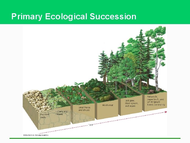 Primary Ecological Succession 