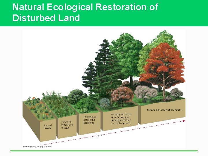 Natural Ecological Restoration of Disturbed Land 