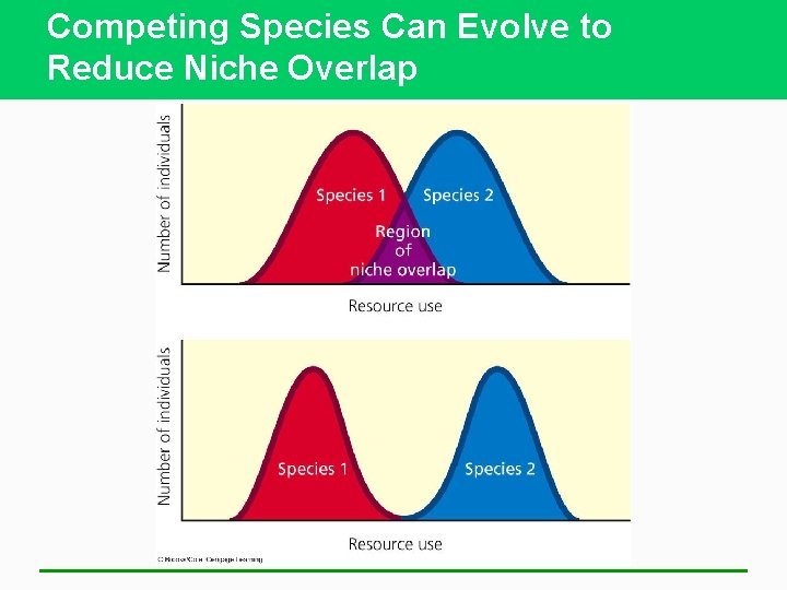 Competing Species Can Evolve to Reduce Niche Overlap 