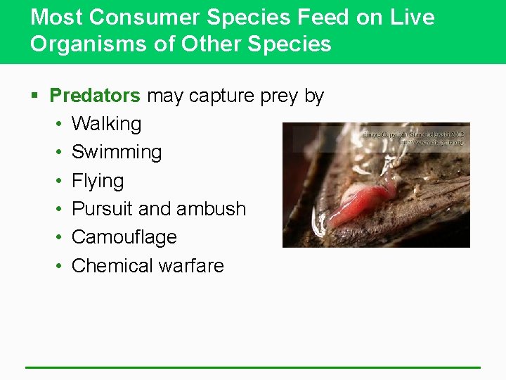 Most Consumer Species Feed on Live Organisms of Other Species § Predators may capture