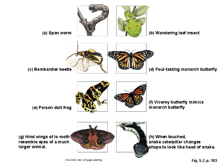 (a) Span worm (c) Bombardier beetle (e) Poison dart frog (g) Hind wings of