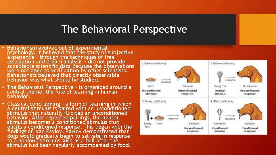 The Behavioral Perspective • Behaviorism evolved out of experimental psychology. It believed that the