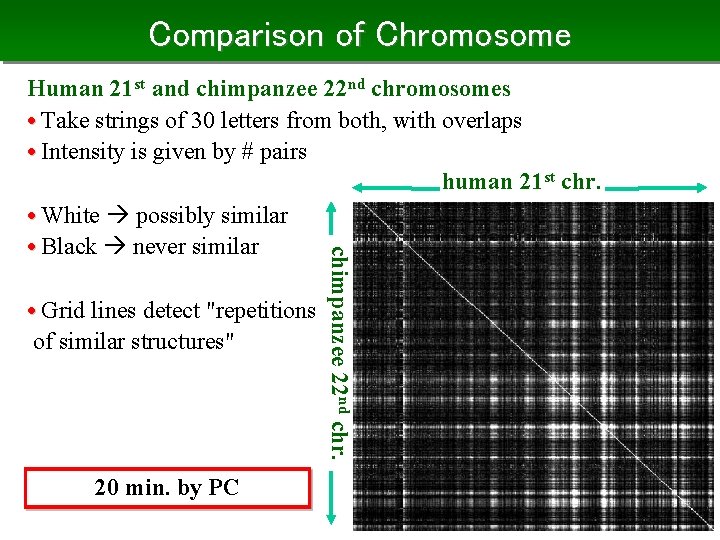 Comparison of Chromosome • Grid lines detect "repetitions of similar structures" 20 min. by